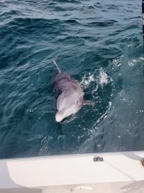 Fish, sharks, dolphins, what more could you want?