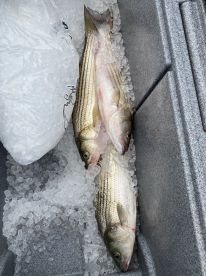 Friday Afternoon Striper Success!