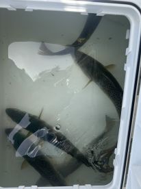 Old Salt made our trip good