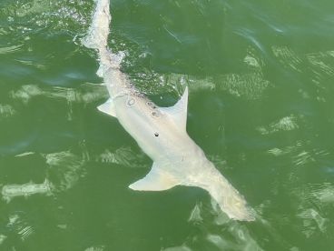 Very Good charter - 4.5 stars