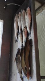 Half day with captain gary