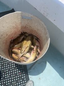 Bad day to be a fish