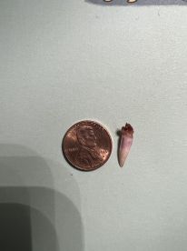 Overnight Musky Trip