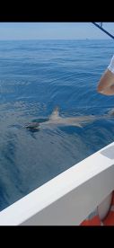 HUGE HAMMERHEAD 