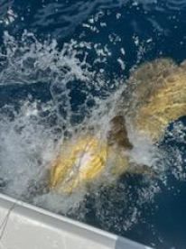 Goliath grouper 