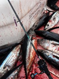 Great Fishing Experience 