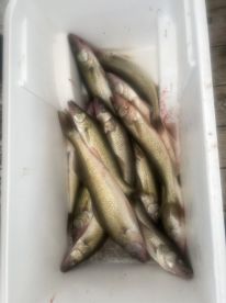 Had a nice morning Fishing
