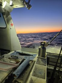 600 pound 112" Bluefin Tuna