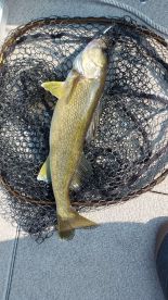 Walleye hunting made easy