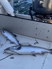 Robert knows how to find and catch fish.