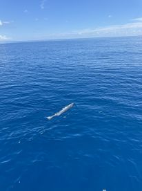 Only caught a barracuda 