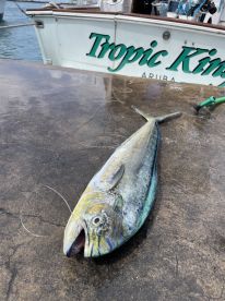 Fresh Mahi!
