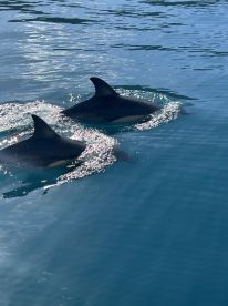 Perfect sea conditions, great morning out. 