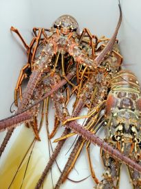 Small group...boat limit