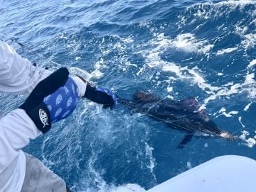 Sailfish was what we wanted  !