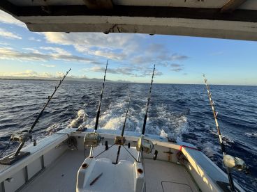 Where is the fish gone to ? 