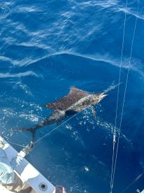 Caught 5 Sailfish with Captain Rick! Rick is a great Captain who knows the waters. We went 22 miles out for the catch. Orlando, Rick\u2019s mate was also very sharp. I enjoyed spending time in the tuna tower with Rick. 