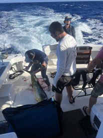 Wide variety of fish