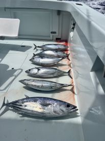 Skipjack tuna’s