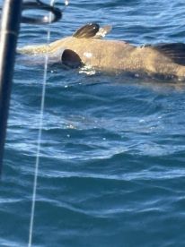 Caught the catch of a lifetime!