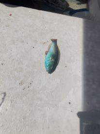 Great morning of fishing!