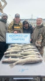 Detroit River Walleye 