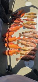 San Diego Rockfishing! Who knew?