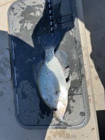 Crappie Fishing 