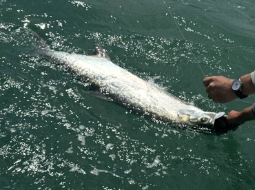 Caught Tarpon