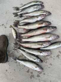 Baby bear charter got us fish!!