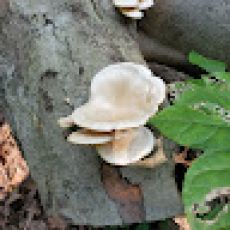 Chromeseekers – Crystal Lake Adventure