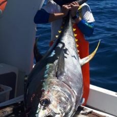 Donavan Cole profile photo