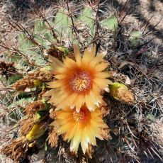 TC's Fishing Adventures