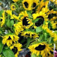 Kamelia Fishing Charter