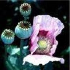 Jazmin Fishing Charter