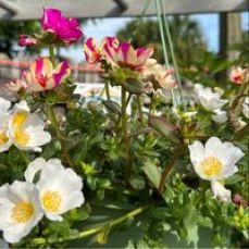 Winter Haven Fishing Charters