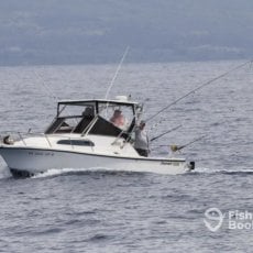 Playtime sportfishing  profile photo