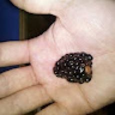 Red Beard's Fishing – Cayuga Lake