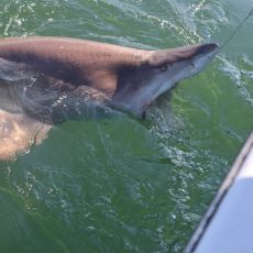 Drifter Too Charters