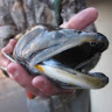 Abrimar Fishing Tour Cozumel