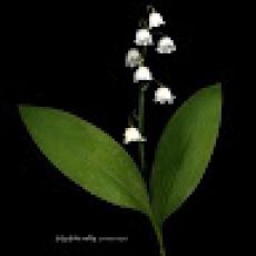 Captain Duke Charters