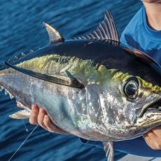 High Line Charters profile photo