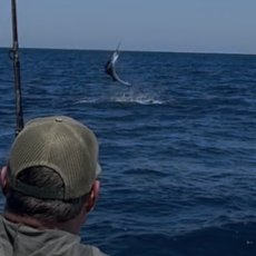 Sea Star CR – 31' Big Eye