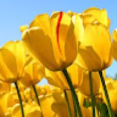 Local Grown Charters