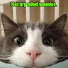 Salmon Fishing North of Anchorage