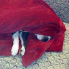 Madeira Fishing Charters – Prime