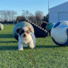 Alexandra Neuville Salom