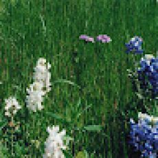 Private Charter Waikiki Deep Sea Fishing