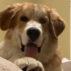 Davidandtrudy Kohonick