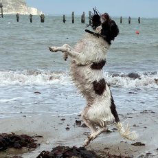 Sea Star CR - 26' Sea Star I